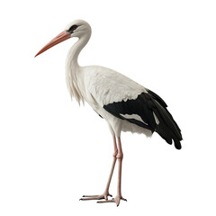 Fototapeta premium White stork bird profile view against black background long legs long neck red beak black wings white feathers wildlife animal nature