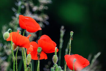 Vivid red poppies bloom in a wide-open field under soft natural light, symbolizing beauty and...