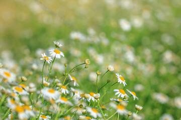 A close-up of a single chamomile flower isolated in a sunlit meadow, showcasing its delicate petals...