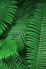 Fresh green fern leaves background