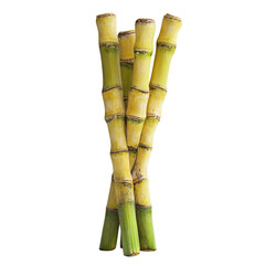Fototapeta premium Sugarcane stalks bundled together on black background showing detail of nodes and internodes