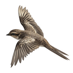 A brown bird in flight against a black background showcasing its wings and feathers