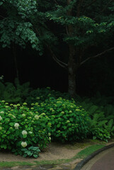 white Hydrangea flowers in rainy park in Kobe, Japan. Rainy season in nature