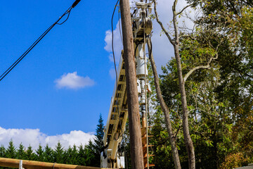 Utility technician works from truck, repairing power lines alongside tall trees after hurricane