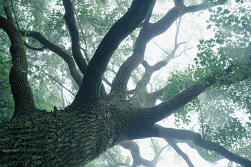 large curvy moss tree looking up