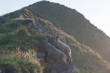 An alpine goat stands proud on a rocky ledge at sunrise, bathed in golden light. The Swiss peaks...