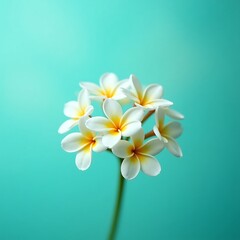 Naklejka premium Close-up of a beautiful bouquet of white plumeria flowers against a teal background.