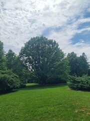 green grass and blue sky
