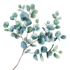 Obraz premium Watercolor painting of eucalyptus branch with blue green leaves on black background