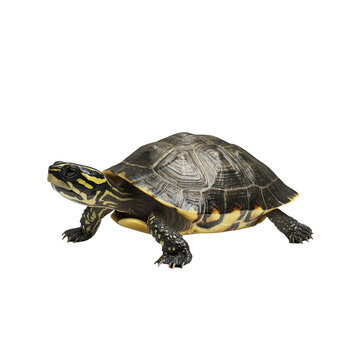 A yellow and black turtle on a black background a close up shot of a reptile