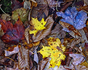 An evening light turns the leaves yellow and blue as they blanket the forest floor