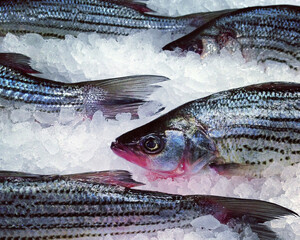 Fish seem to swim across the ice in this macro image