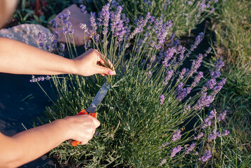 a cut of lavender in the garden during flowering
