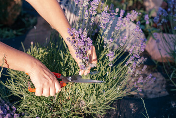 a cut of lavender in the garden during flowering