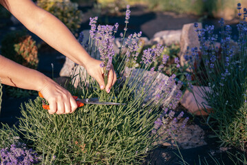 a cut of lavender in the garden during flowering