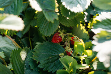 the red berry strawberries in the garden