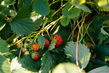 the red berry strawberries in the garden