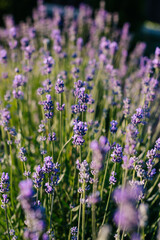 lavender blooming in the garden