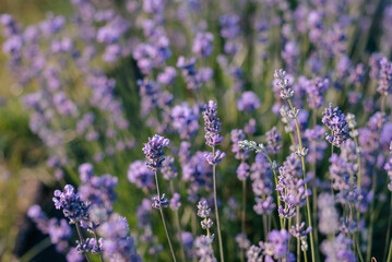lavender blooming in the garden