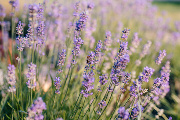 Naklejka premium Bee on blooming lavender in a garden