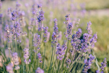 Bee on blooming lavender in a garden