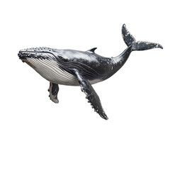 Fototapeta premium A humpback whale swims gracefully in dark water its underbelly white its body dark grey and black