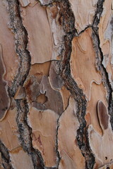 Detailed image featuring the unique textures and patterns of the bark on ponderosa pine trees the natural formation and earthy tones highlight the rugged surface and organic beauty of the tree
