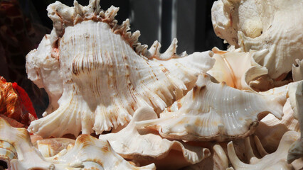 Large conch shells are displayed in a handicraft shop