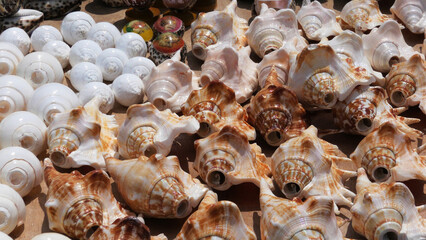 Large conch shells are displayed in a handicraft shop