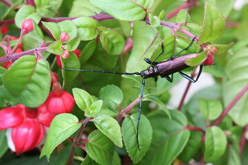 The musk beetle (Aromia moschata)