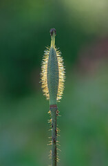 green poppy bud backlit with sunshine