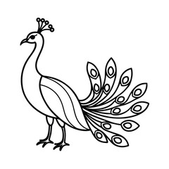 peacock vector illustration