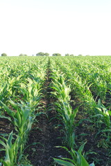 Fototapeta premium A field of green plants