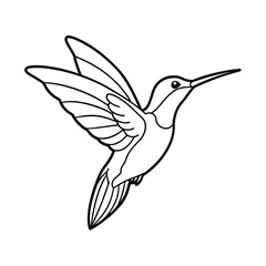 hummingbird vector illustration