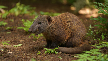 Naklejka premium Brown furry animal in forest nature