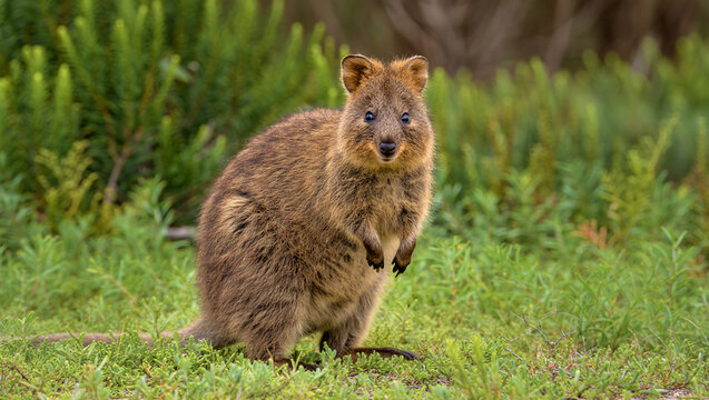 Small marsupial with brown fur in green foliage quokka