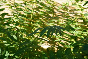 Junge Götterbäume (Ailanthus altissima) an einer Mauer in Berlin im Sommer
