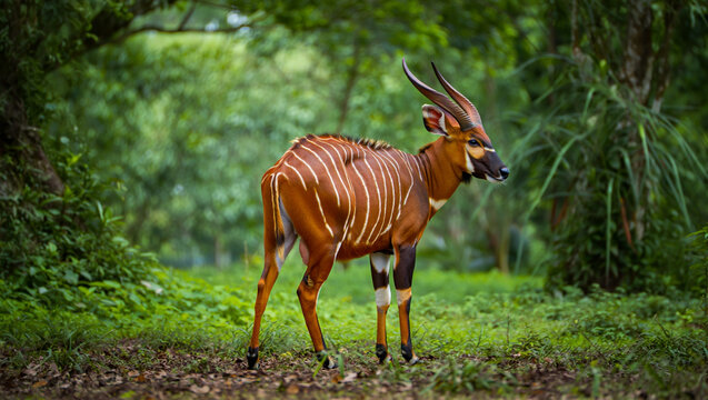 Striped antelope standing in lush green forest bongo