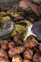 photography of traditional Peruvian food called Pachamanca. Food concept.