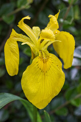 Yellow Iris, Iris pseudacorus, blooming with anther, UK