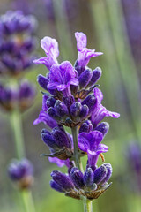Common Lavender, Lavandula angustifolia, beginning to flower in a UK garden.