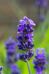 Common Lavender, Lavandula angustifolia, beginning to flower in a UK garden.