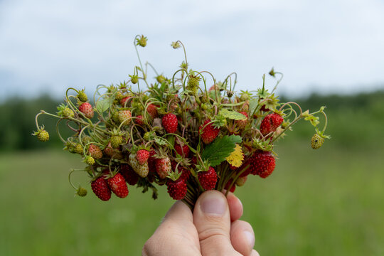 Close-up view of person's hand holding small beautiful bouquet of wild strawberry plants with red ripe berries outdoors in forest or field. Soft focus. Healthy lifestyle theme.