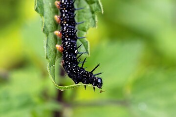 Caterpillar of the Peacock Butterfly