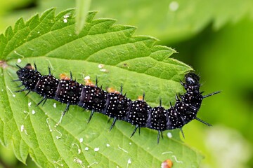 Caterpillar of the Peacock Butterfly