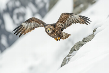 eagle owl in flight