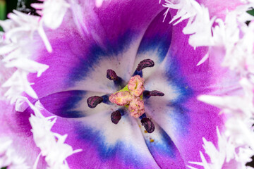 Close-up of the inside of a flower of stamens and pistil of a fringed tulip