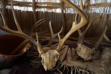 Close up of traditional Native American hunter trophies: Authentic deer antlers decorate a table...