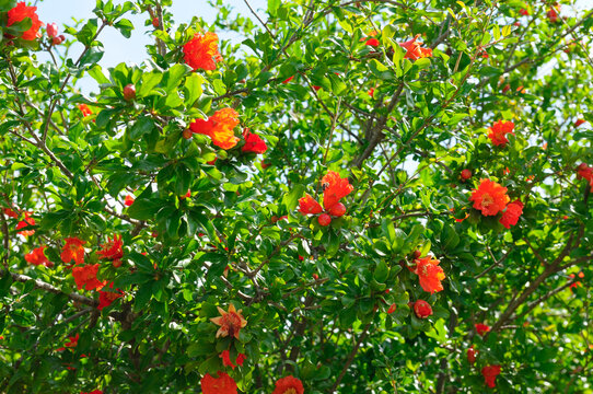 Pomegranate tree with red flowers, fruits