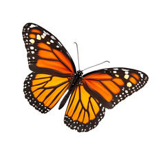 Fototapeta premium Monarch butterfly isolated on black background showing vibrant orange black and white wings